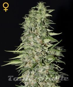 GREEN HOUSE SEEDS - Diamond Girl