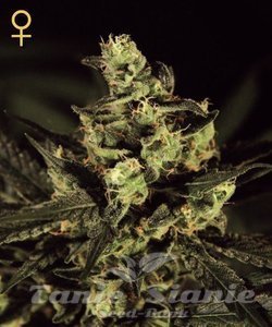 Exodus Cheese - GREEN HOUSE SEEDS