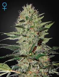 Exodus Cheese Auto - GREEN HOUSE SEEDS