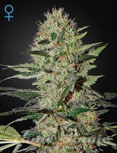 Exodus Cheese Auto CBD - GREEN HOUSE SEEDS