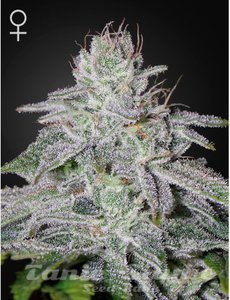 Franco's Lemon Cheese - GREEN HOUSE SEEDS