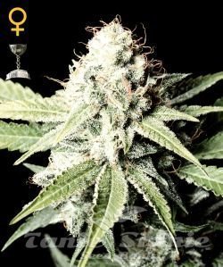Great White Shark - GREEN HOUSE SEEDS