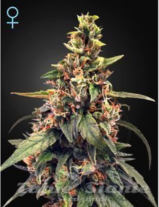 Great White Shark CBD - GREEN HOUSE SEEDS