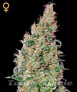 Green O Matic - GREEN HOUSE SEEDS