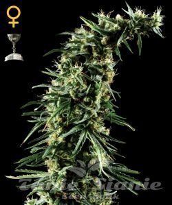 Hawaiian Snow - GREEN HOUSE SEEDS