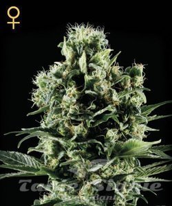 Himalaya Gold - GREEN HOUSE SEEDS