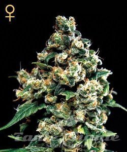 Jack Herer - GREEN HOUSE SEEDS