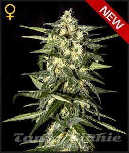 Jack Herer Auto - GREEN HOUSE SEEDS