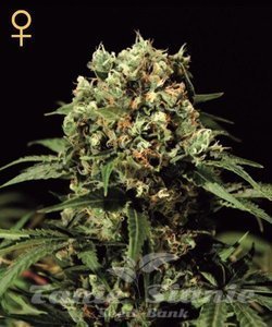 Kalashnikova - GREEN HOUSE SEEDS