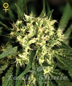 Kalashnikova Automatic - GREEN HOUSE SEEDS
