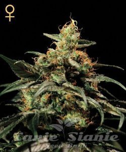 King's Kush - GREEN HOUSE SEEDS