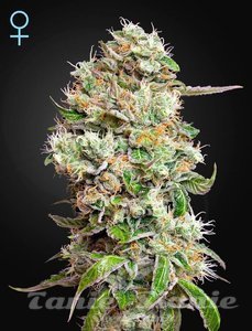 King's Kush Auto CBD - GREEN HOUSE SEEDS