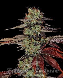 King’s Kush Autoflowering - GREEN HOUSE SEEDS