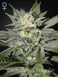 King's Kush CBD - GREEN HOUSE SEEDS