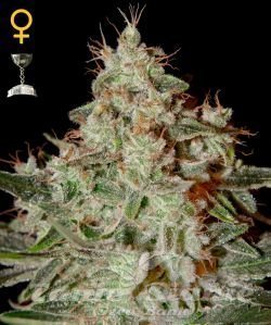 Lemon Skunk - GREEN HOUSE SEEDS