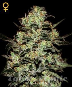 Moby Dick - GREEN HOUSE SEEDS