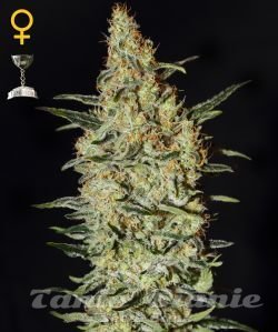 Neville's Haze - GREEN HOUSE SEEDS
