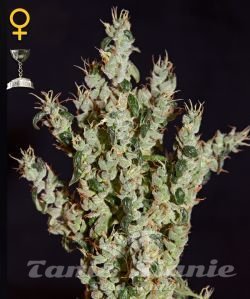 NL5 Haze Mist - GREEN HOUSE SEEDS