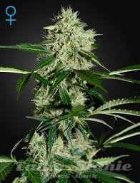Northern Light Automatic - GREEN HOUSE SEEDS