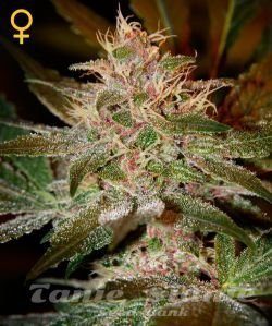 Pure Kush - GREEN HOUSE SEEDS