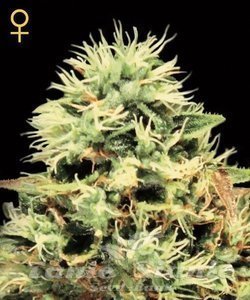 Super Bud - GREEN HOUSE SEEDS