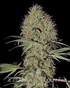 Super Bud Autoflowering 1+1 - GREEN HOUSE SEEDS