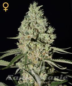 Super Critical Auto - GREEN HOUSE SEEDS