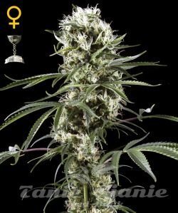 Super Lemon Haze - GREEN HOUSE SEEDS