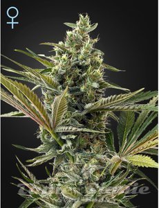 Super Lemon Haze Auto CBD - GREEN HOUSE SEEDS