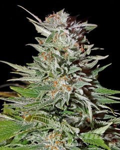 Super Lemon Haze Autoflowering - GREEN HOUSE SEEDS