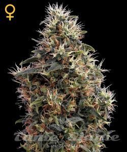 Sweet Mango Auto - GREEN HOUSE SEEDS