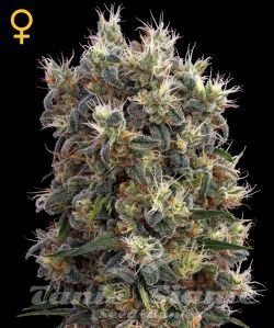The Church - GREEN HOUSE SEEDS