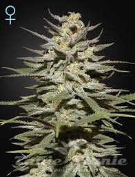 The Church CBD - GREEN HOUSE SEEDS