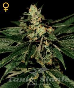 Train Wreck - GREEN HOUSE SEEDS