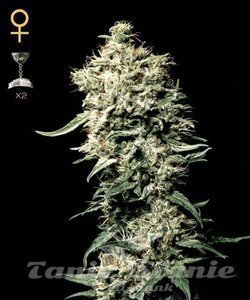 White Rhino - GREEN HOUSE SEEDS