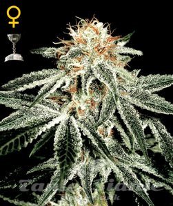 White Widow Auto - GREEN HOUSE SEEDS