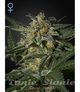 White Widow Auto CBD - GREEN HOUSE SEEDS