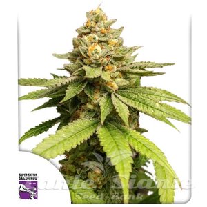 Green Papaya - Super Sativa Seed Club