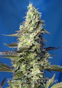 Green XXL Auto