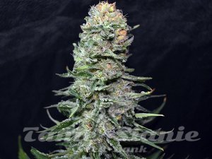Black In Black Early Version - GREENBUD SEEDS