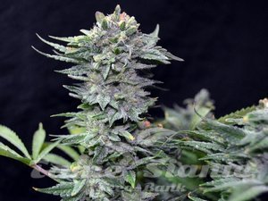 Nl 10 Early Version - GREENBUD SEEDS