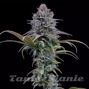 Grimm Glue - BROTHERS GRIMM SEEDS