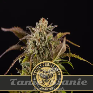 Grizzly Purple Kush - BLIMBURN SEEDS