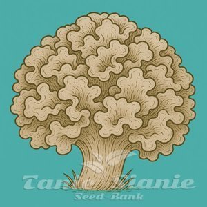 Growkit Enigma Tidal Wave 2 Full Auto
