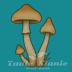 Growkit Mazatapec Full Auto