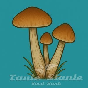 Growkit McKennaii Full Auto