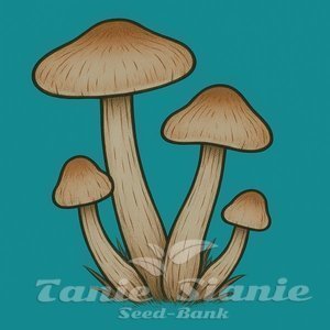 Growkit MVP Full Auto