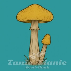 Growkit Yellow Umbo Full Auto