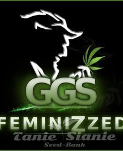 Grzech Grow Seeds - Guerilla Gold x Auto Mazar (Fast Version)