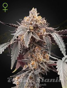 Nasiona Guava x Gelato 41 Auto - GREEN HOUSE SEEDS